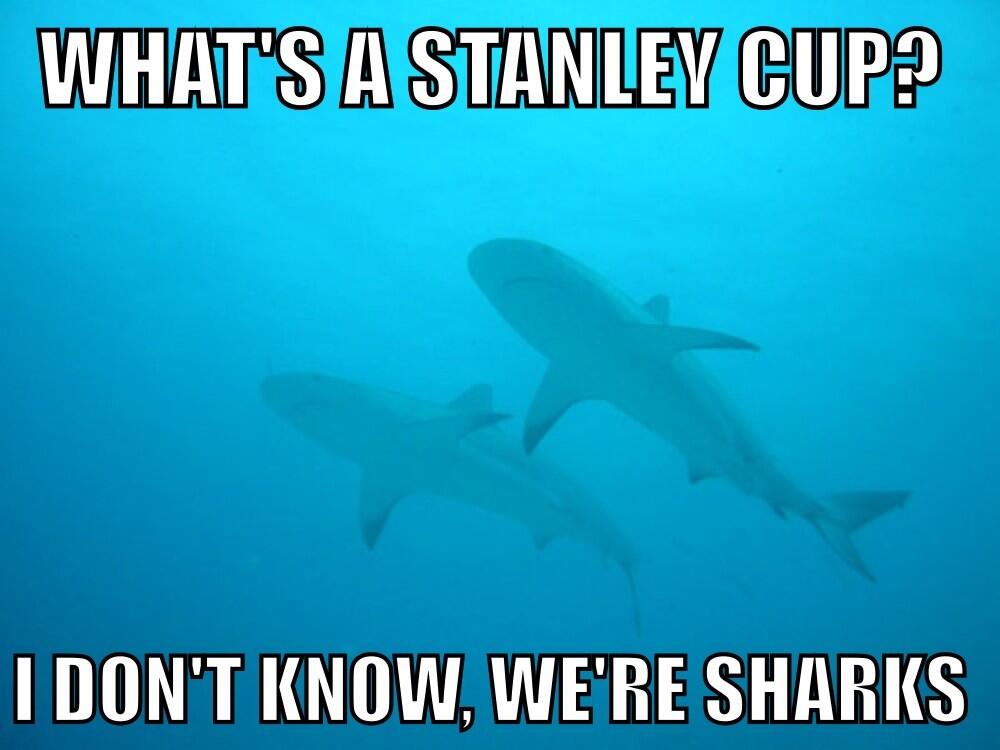 I Don't Know We Are Shark Funny Meme