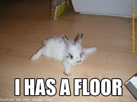 I Has A Floor Funny Bunny