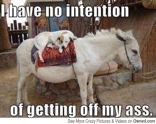 [Image: I-Have-No-Inention-Funny-Donkey-Meme.jpg]