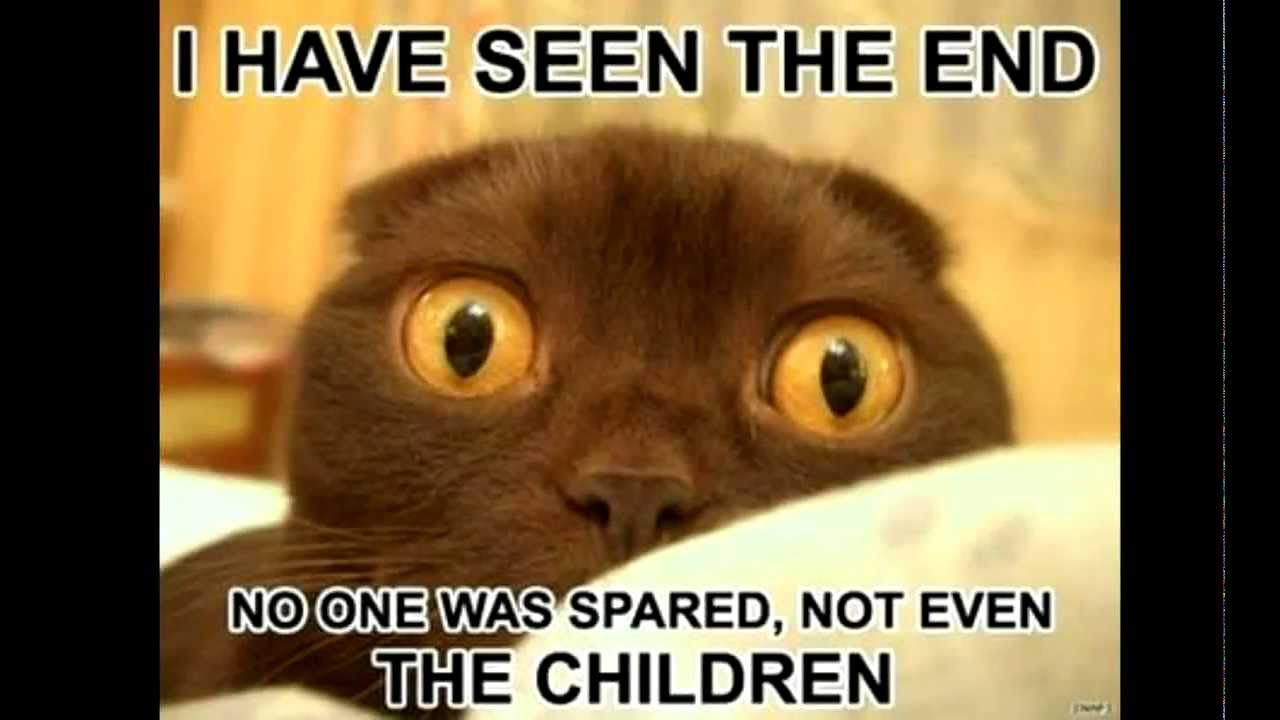 I Have Seen The End Funny Cat Meme