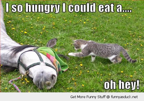 I So Hungry I Could Eat Oh Hey Funny Sleeping Animal