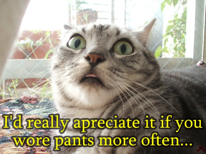 I'd Really Appreciate It If You Wore Pants More Often Funny Cat