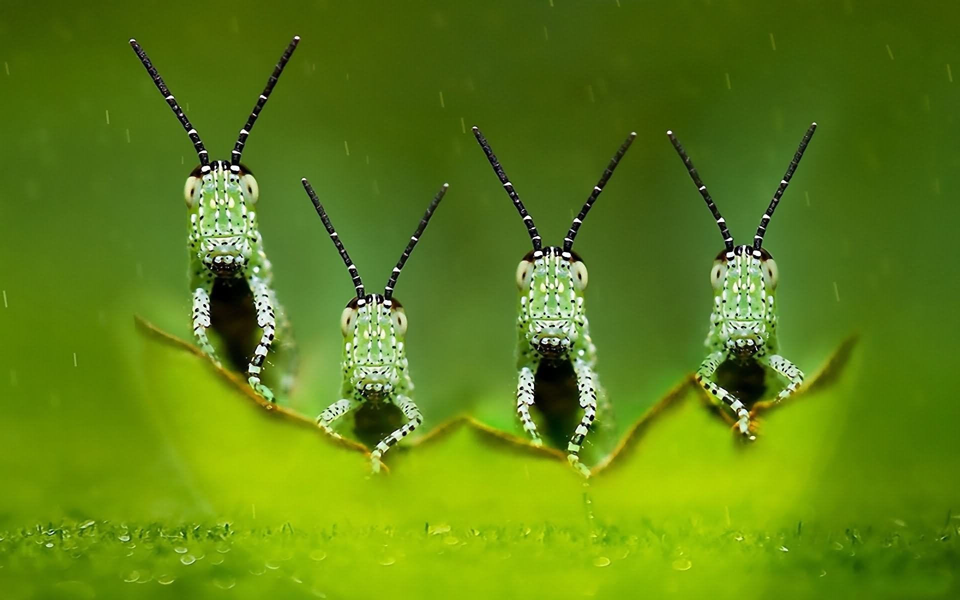 Insects Funny Nature Image