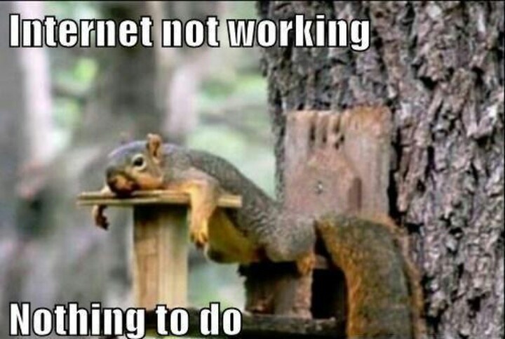 Internet Not Working Nothing To Do Funny Squirrel Funny Sleeping