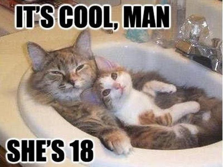 It's Cool Man She's 18 Funny Cats