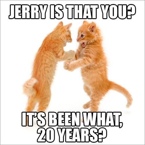 Jerry Is That You Funny Cat Meme
