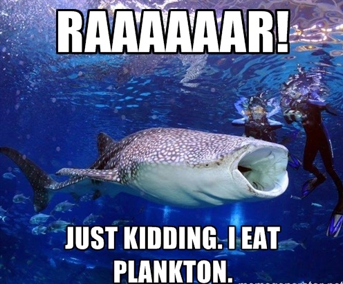Just Kidding I Eat Plankton Funny Shark Meme
