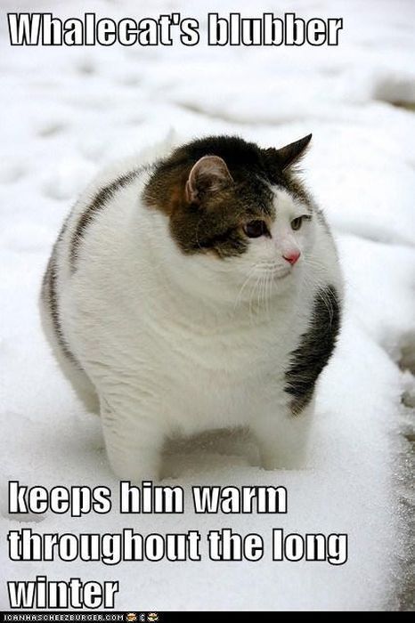 Keeps Him Warm Throughout The Long Winter Funny Cat Caption