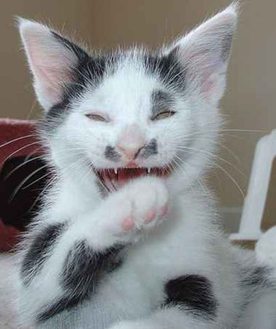 Kitten Funny Laugh Picture