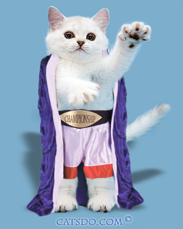 Kitten In Boxer's Dress Funny Boxing Picture