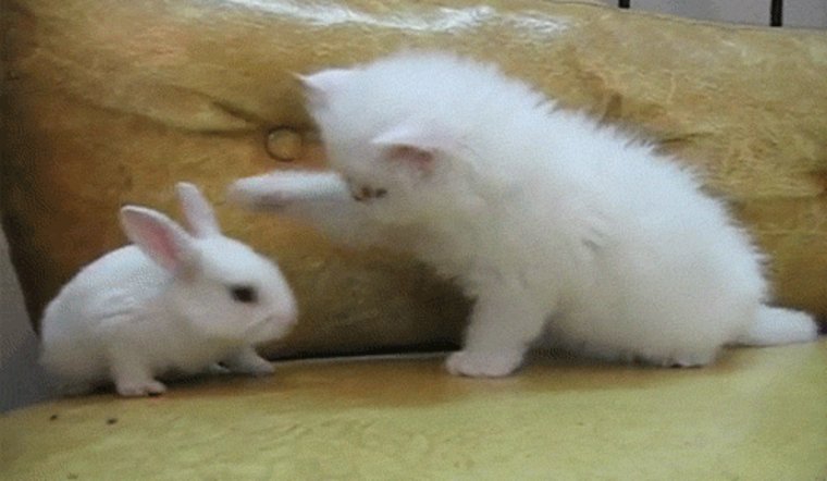 Kitten Slap Baby Bunny Funny Image