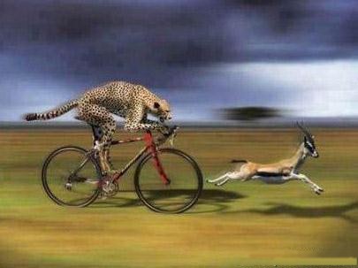 Leopard Funny Hunting From Cycle