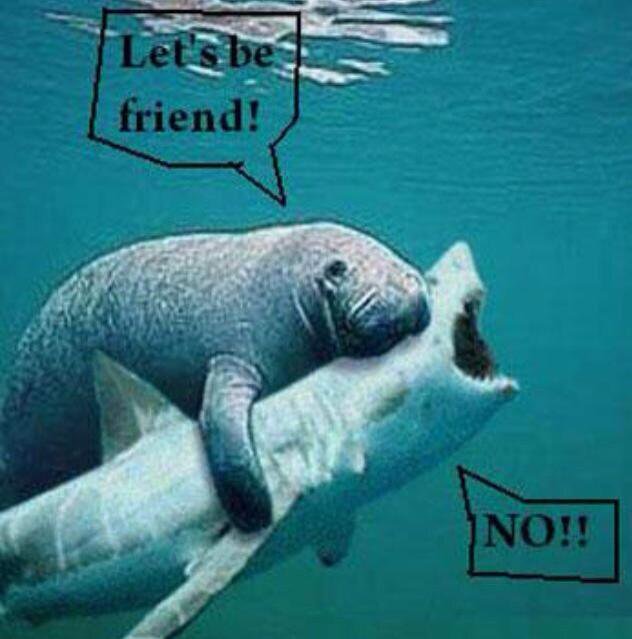 Let's Be Friend Funny Shark Picture