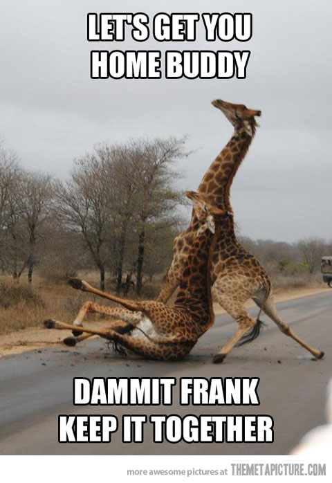 Let's Get You Home Buddy Funny Giraffe Meme