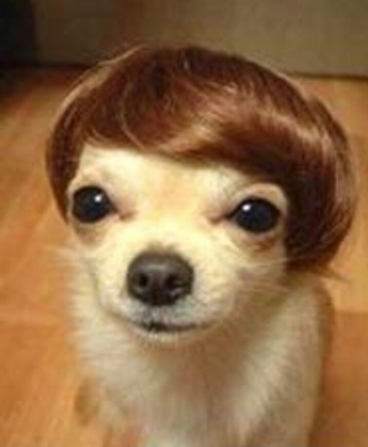 Little Dog Funny Hair Style