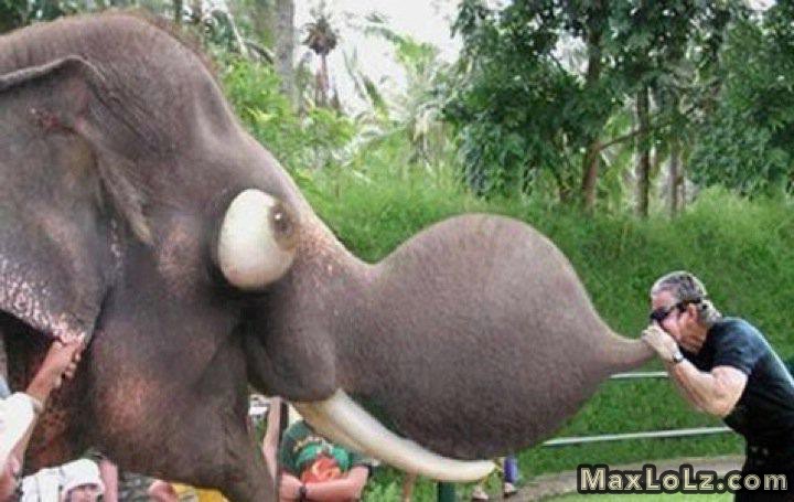 Man Blowing Elephant Trunk Funny Picture