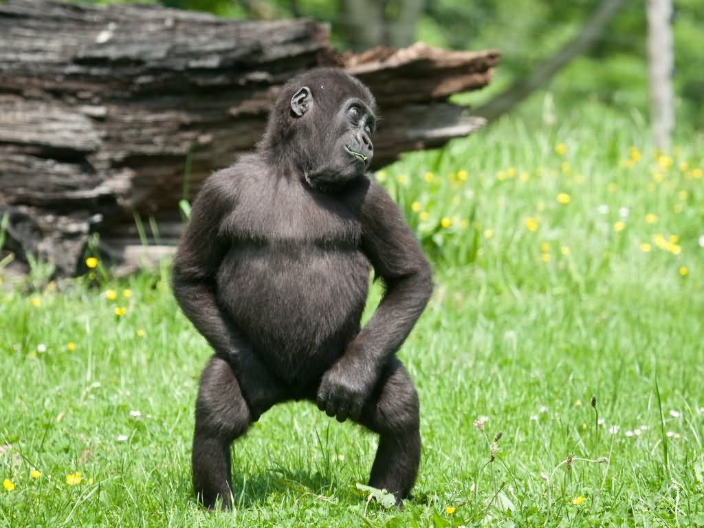 Monkey Dancing Funny Picture