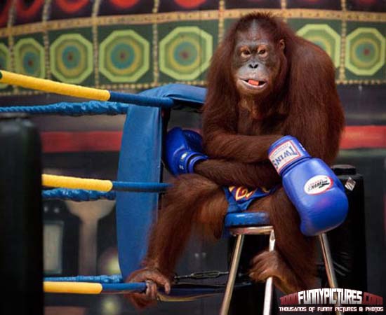 Monkey In Boxer's Gloves And Sit In Boxing Ring Funny Picture