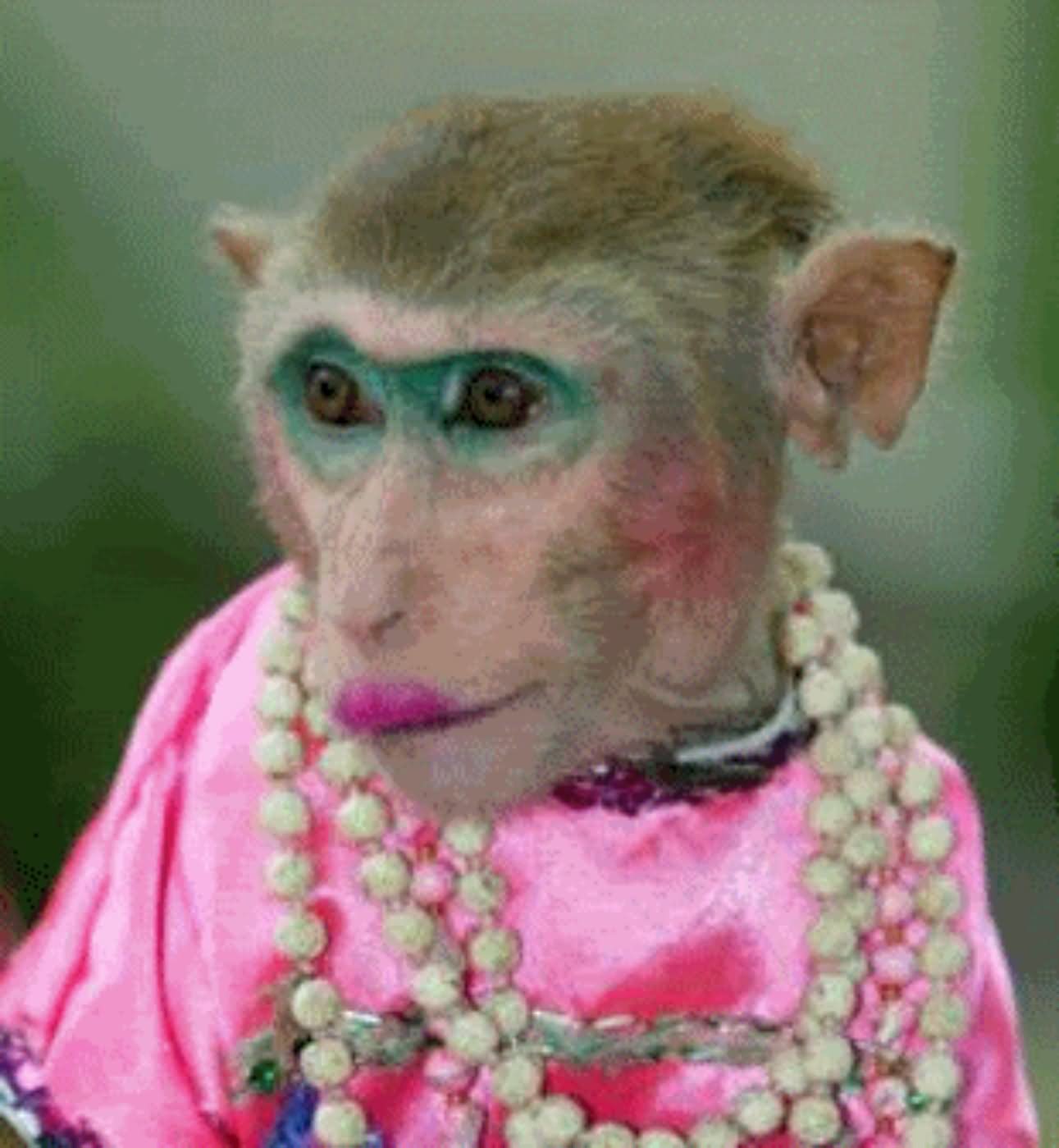 Monkey With Funny Makeup Face Image.