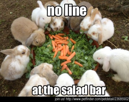 No Line At The Salad Bar Funny Rabbits Meme