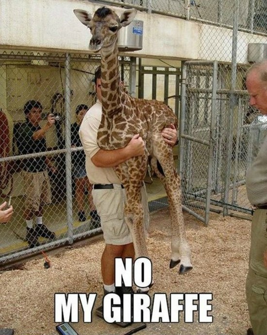 No My Giraffe Funny Meme Picture