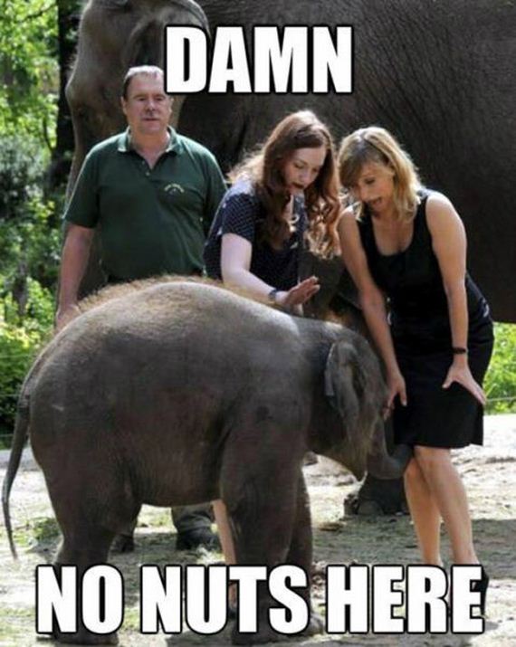 No Nuts Here Funny Elephant Meme