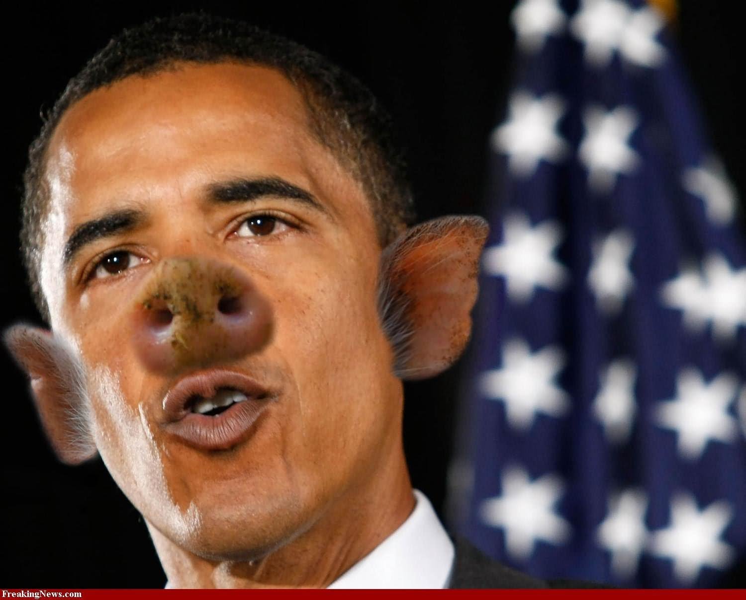 Obama With Pig Face Funny Image