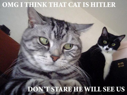 Omg I Think That Cat Is Hitler Funny Cat Image