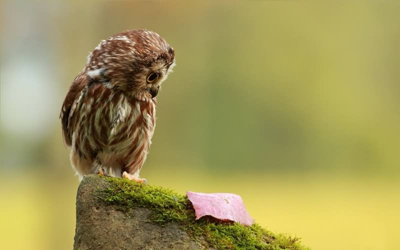Owl Bird Funny Nature Picture