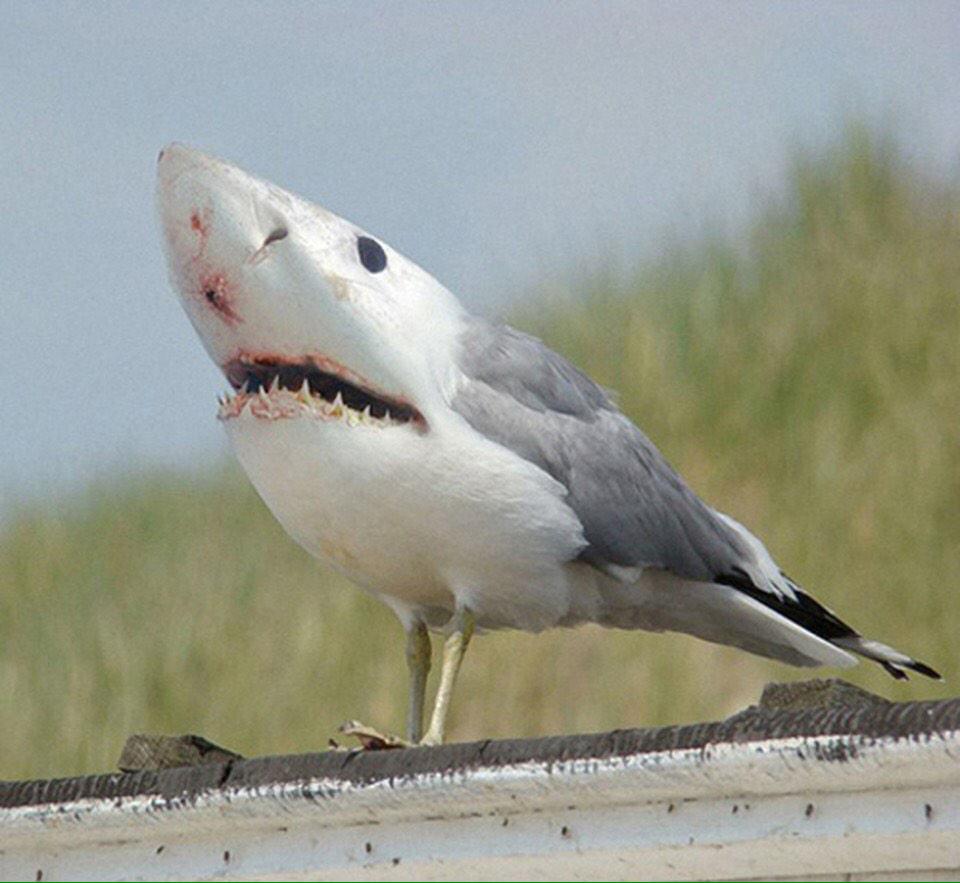 Pigeon Shark Funny Picture