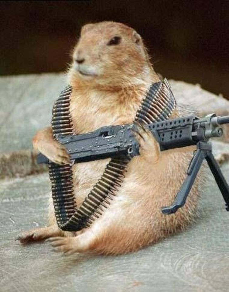 Pet With Gun Funny Picture