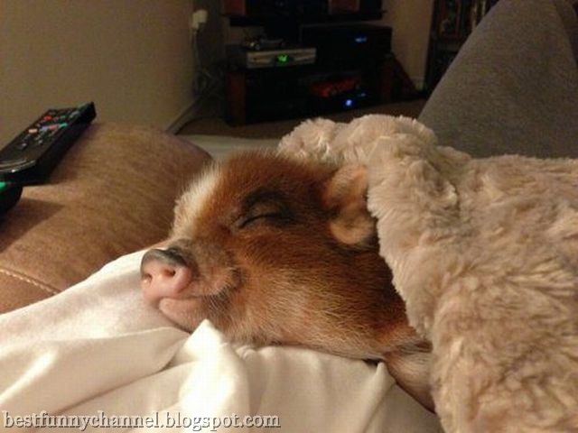 Pig Funny Sleeping On Bed