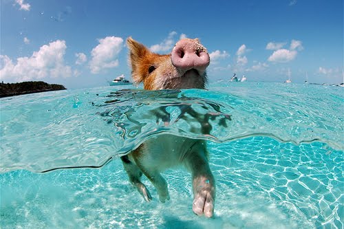 Pig Learning Swimming Funny Image