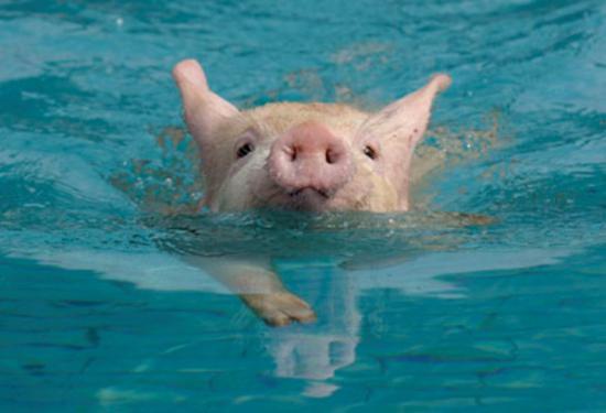 Pig Swimming Funny Picture