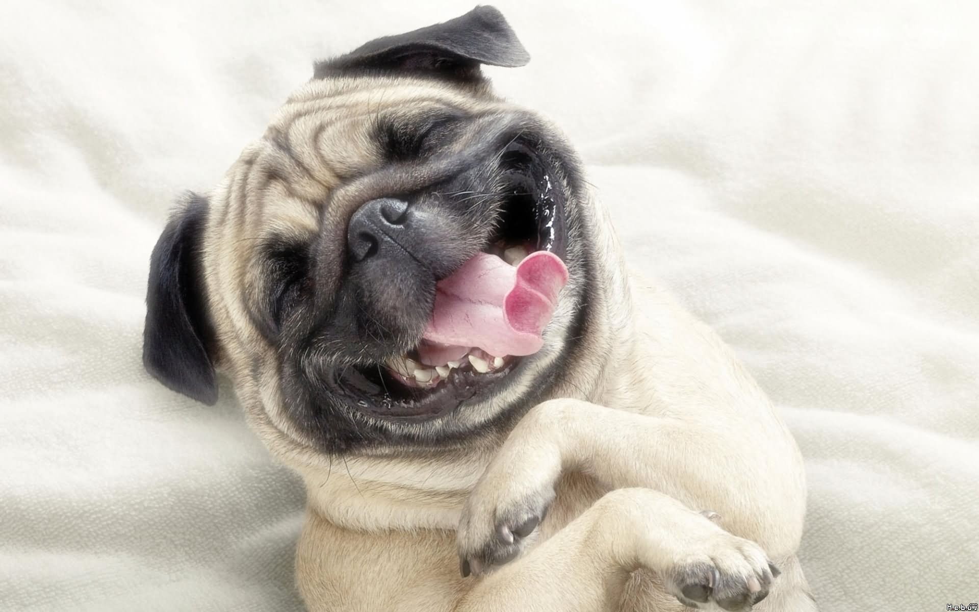 Pug Dog Funny Laughing Face
