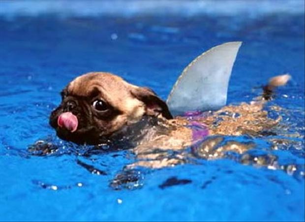 Pug Dog Funny Swimming