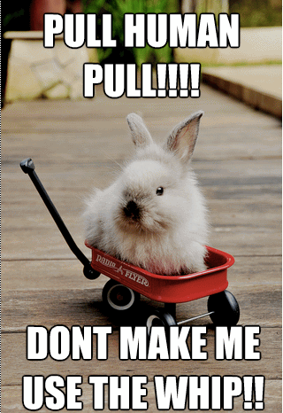 Pull Human Pull Funny Bunny Meme