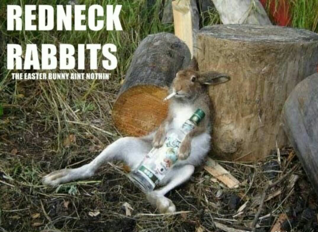 Rabbit Drinking Wine And Smoking Funny Picture