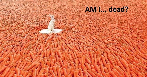 Rabbit In Carrot Heaven Funny Picture