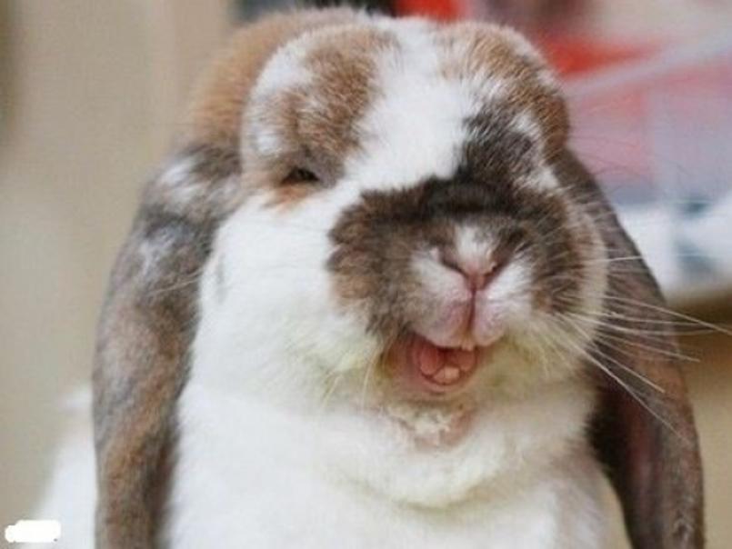 Rabbit Laughing Face Funny Picture
