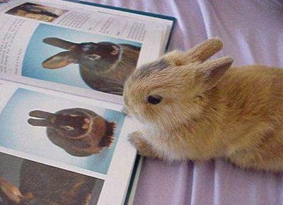 Rabbit Miss His Mom And Dad Funny Image
