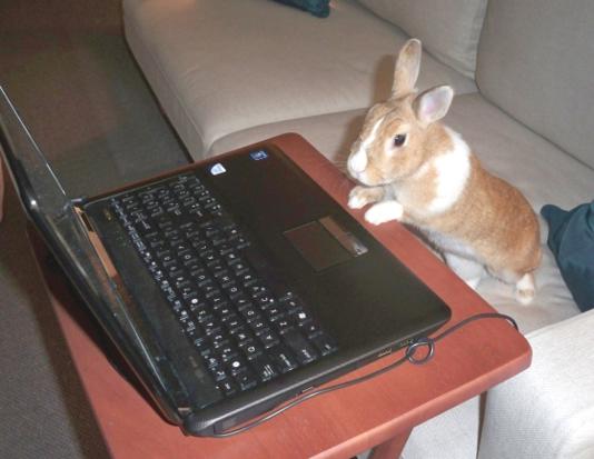 Rabbit Operating Laptop Funny Picture