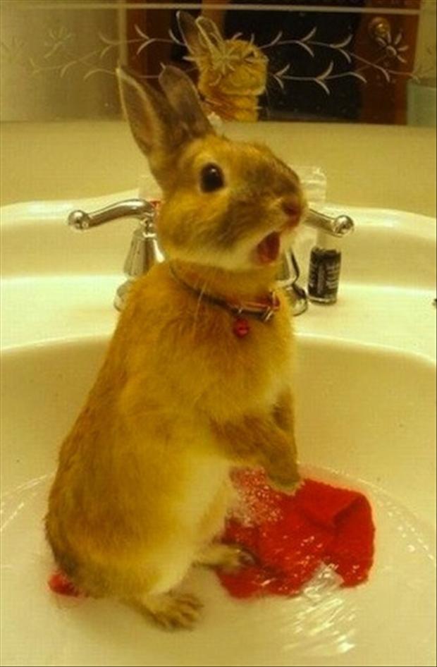 Rabbit Washing Clothes Funny Picture