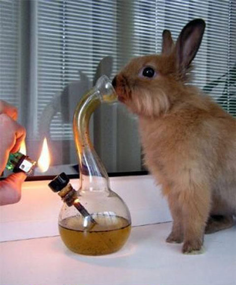 Rabbit With Hookah Funny Picture