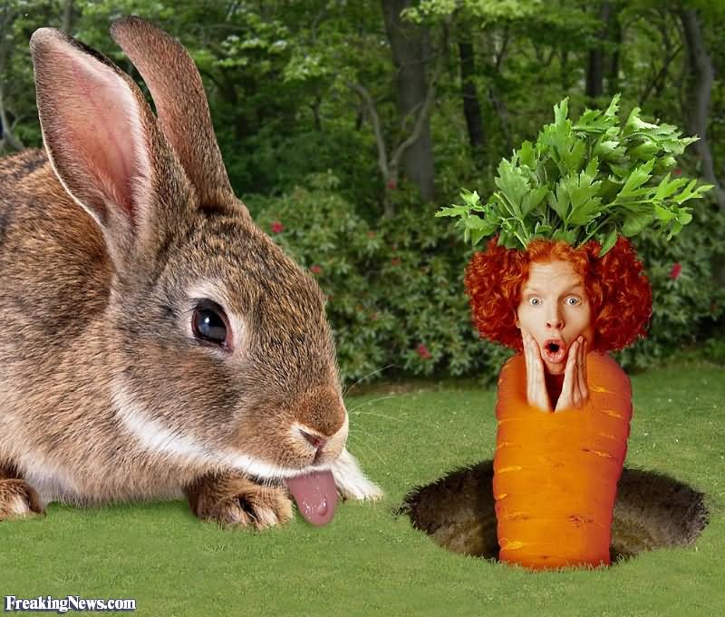 Rabbit With Photoshopped Carrot Funny Picture