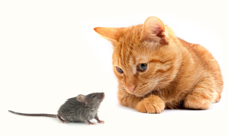 Mouse And Cat Funny Pets