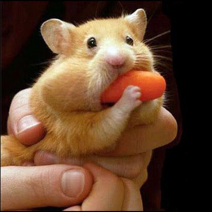 Rat Eating Carrot Funny Nature