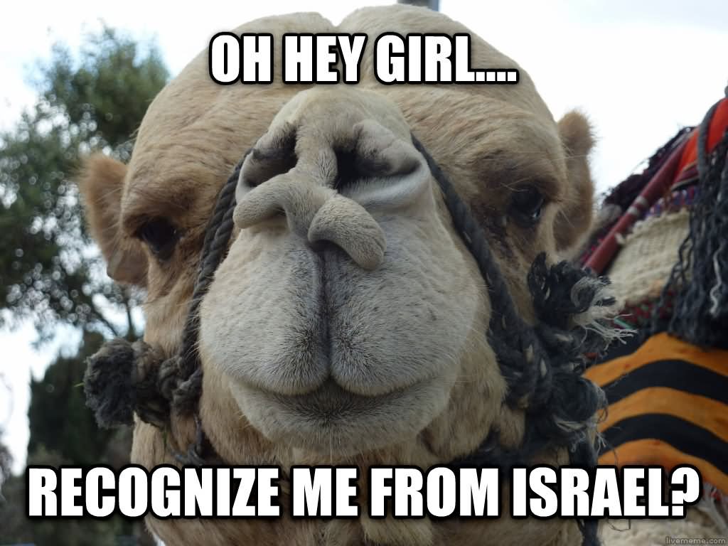 Recognize Me from Israel Funny Camel Meme