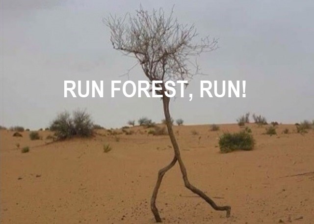 Run Forest Run Funny Nature Tree