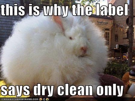 Says Dry Clean Only Funny Bunny Picture